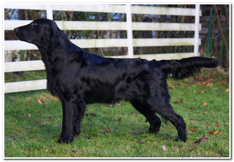 SE JV-13 SE U(U)CH Flatterhaft Face The Evil